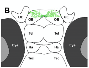 scheme of estrogen-resonsive glia in olfactory bulb