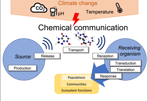 Climate change effects on chemical communication signalling cascade